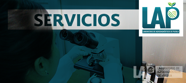 Servicios